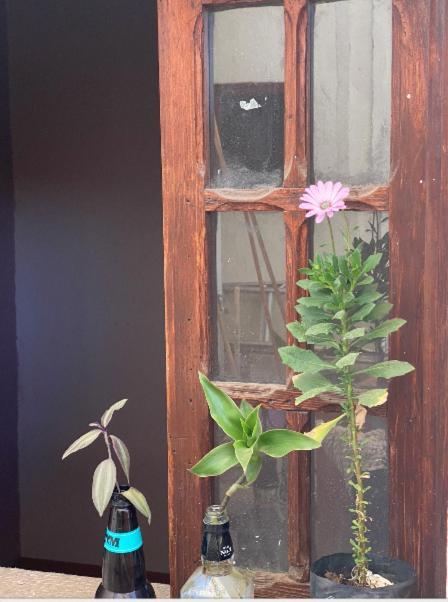 Hostal Del Centro En Slp San Luis Potosí Exterior foto